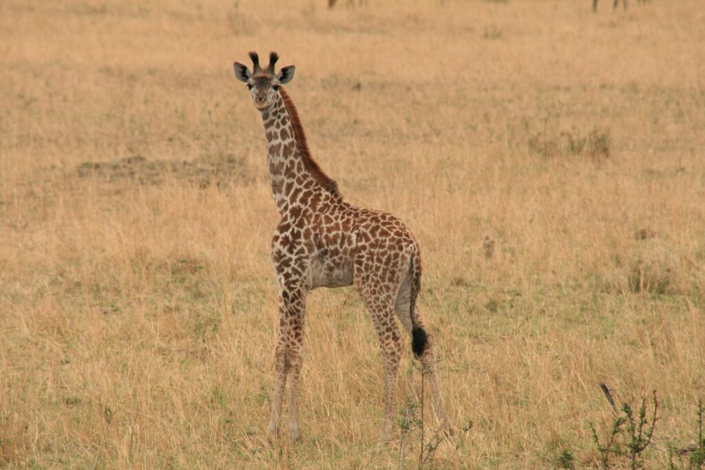 Export exact copies of emails sent, including personalisation and conditional content, from Customer Insights - Journeys